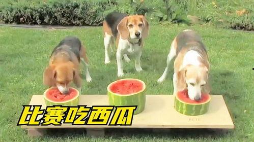 娱乐吃瓜狗